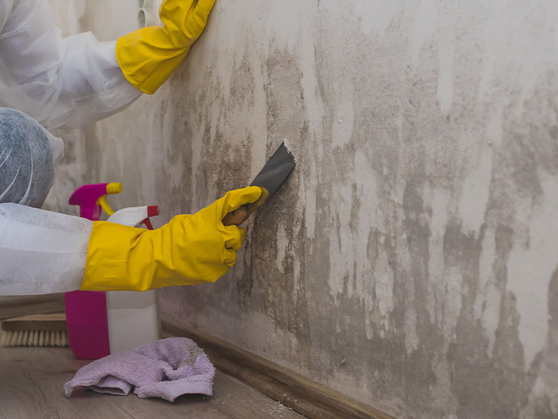 Mold Mitigation